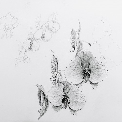 Sketching Orchids
