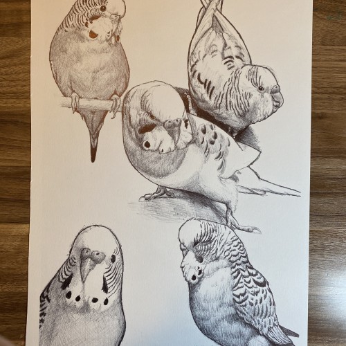 Budgie Flock