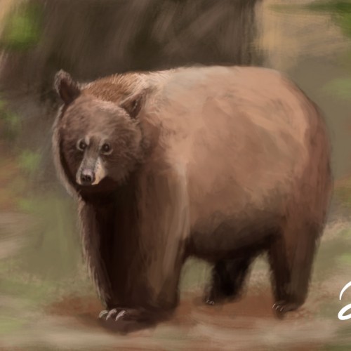 Bear