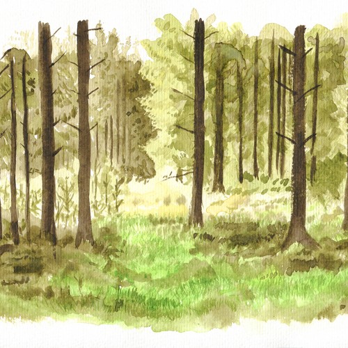 Cwm Berwyn Forest Sketch