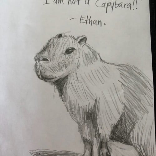 Ethan the Capybara