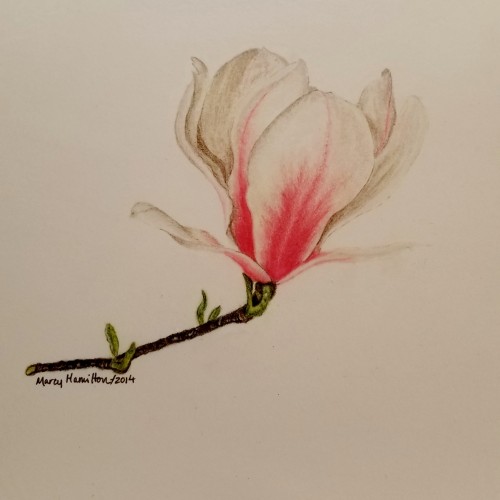Magnolia (?) Blossom
