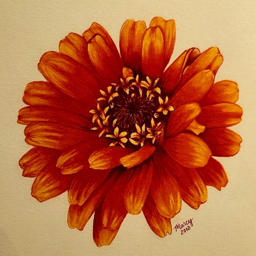 Zinnia