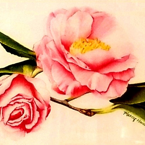 Camellia