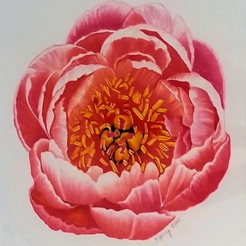 Peony