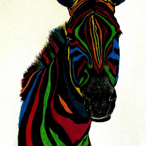 Rainbow Zebra 1