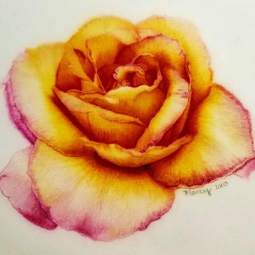 Yellow and Pink Rose