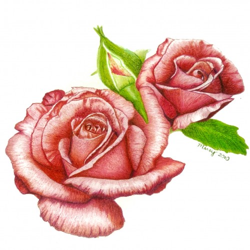 Pink Roses