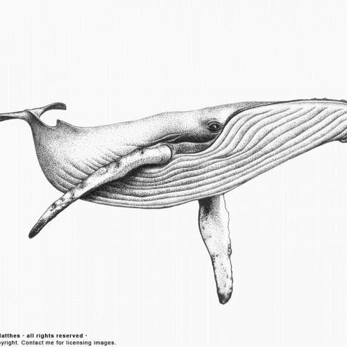 Blue Whale