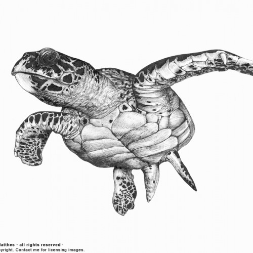 Sea Turtle