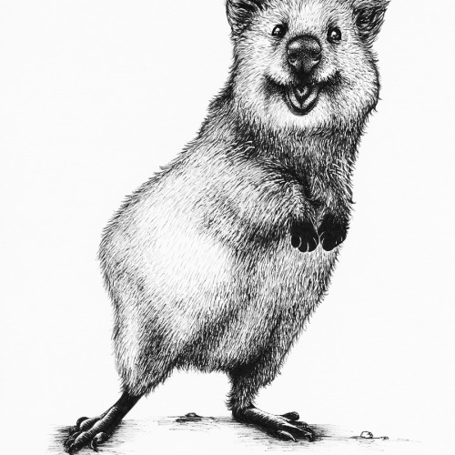 Quokka