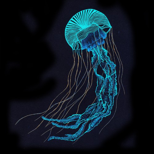 Jellyfish