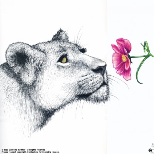 Flower loving Lioness