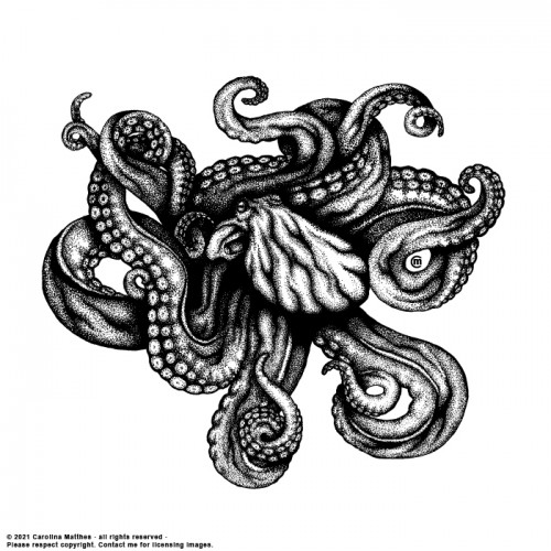 Octopus