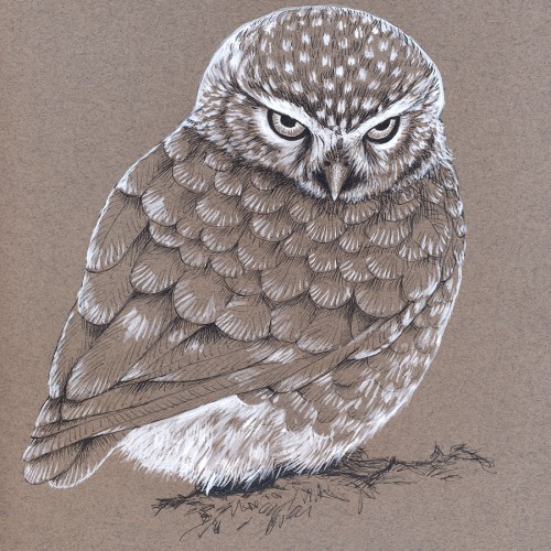 Owl