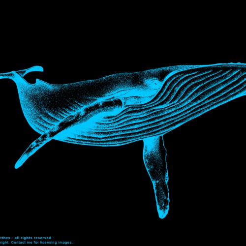 Blue Whale (Neon)