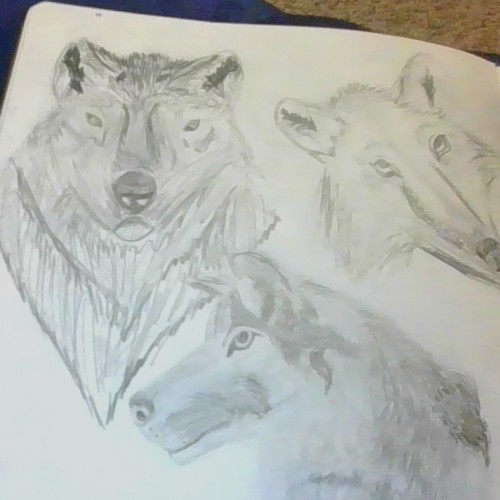 Wolf studies