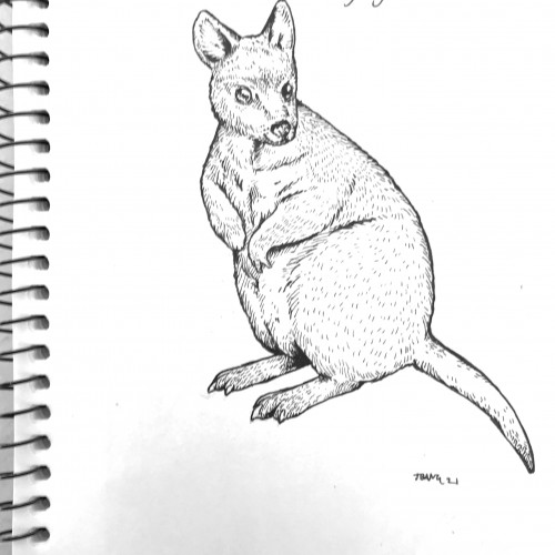 Tasmanian Pademelon