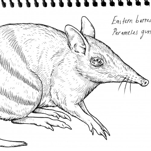 Eastern Barred Bandicoot