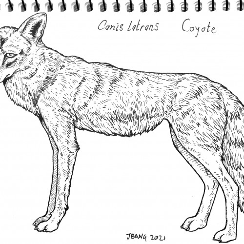 Canis latrans. Coyote.