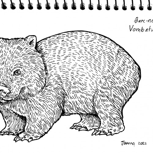Bare-nosed Wombat. Vombatus ursinus.