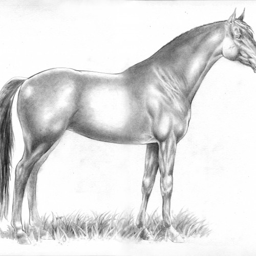 Horse