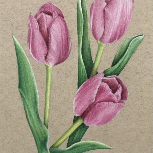 Pink tulips