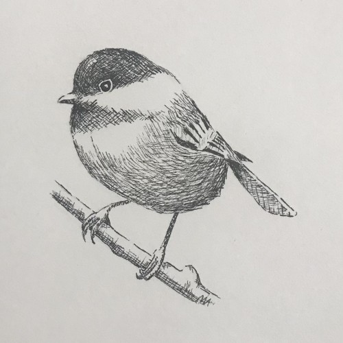 Chickadee