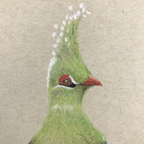 Livingstone’s turaco