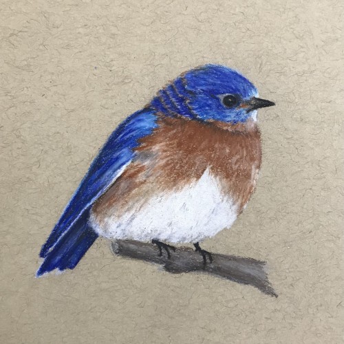 The Eastern Bluebird