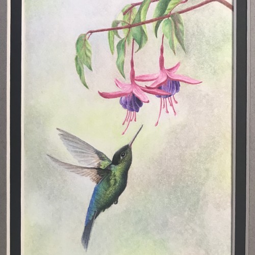 Hummingbird and Fuchsia