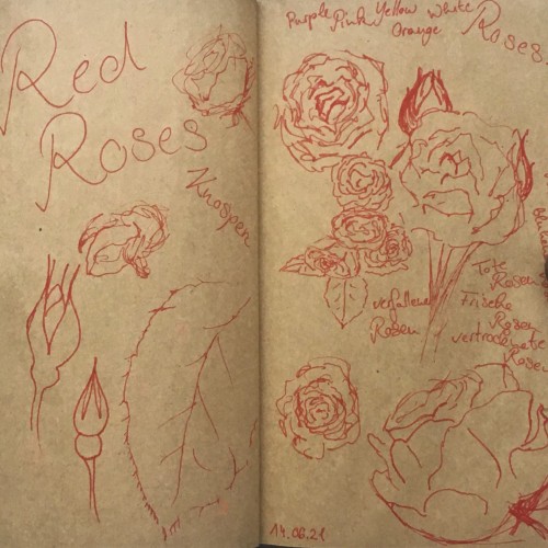 Rose Sketches