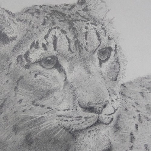 Snow Leopard