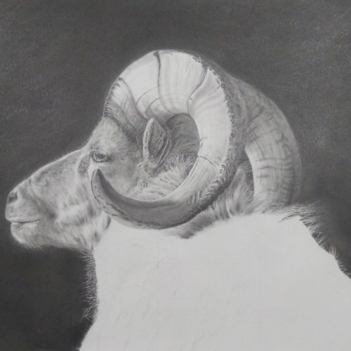 big horn ram