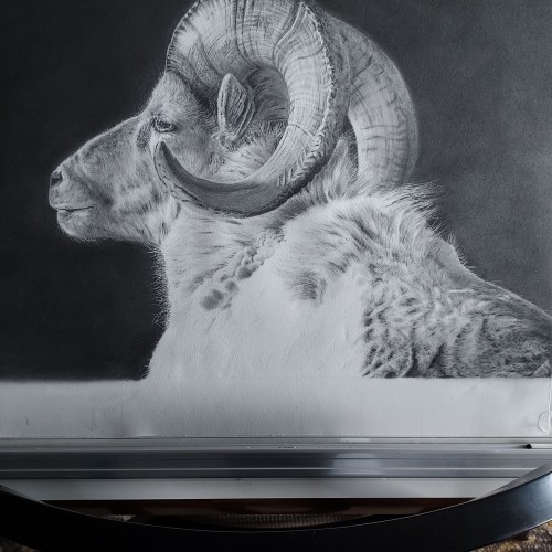 The Ram - update