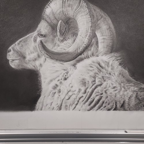 The Ram - Update