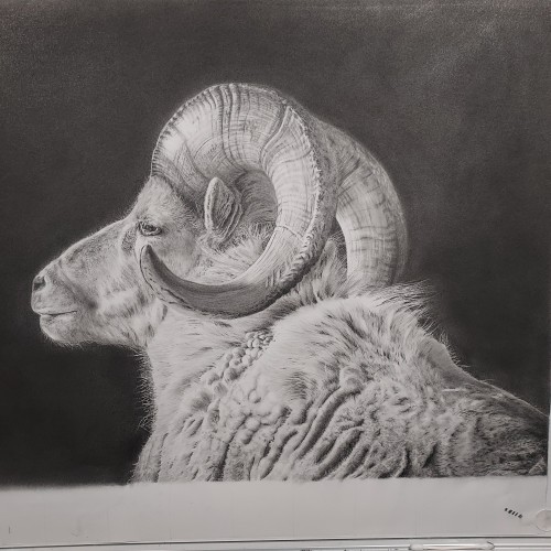 The Ram - Update