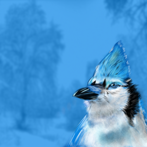 Winter Blue Jay