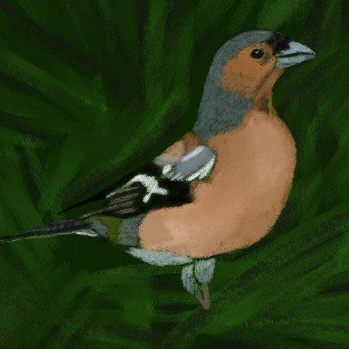 Chaffinch