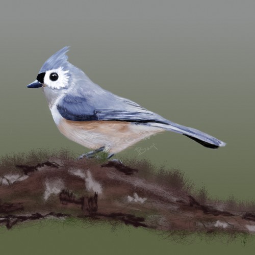 Tufted Titmouse