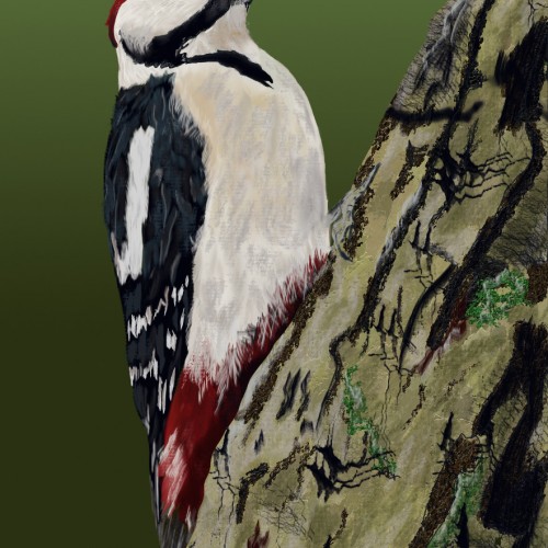 Lesser Spotted Woodpecker