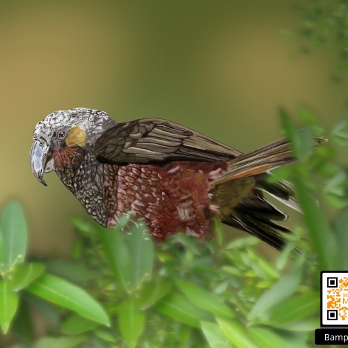 New Zealand Kaka (Endangered Species)