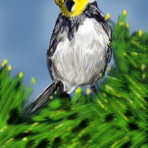 Golden Cheeked Warbler