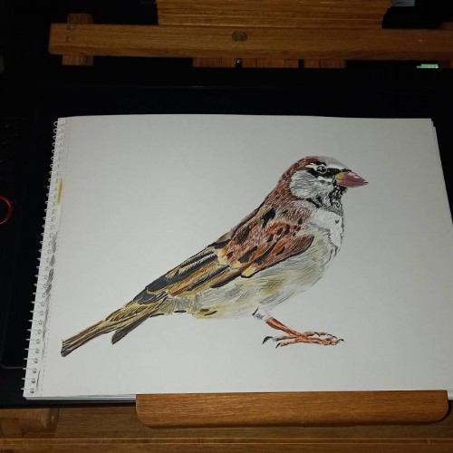 House Sparrow