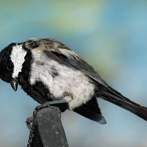 Black Capped Chickadee