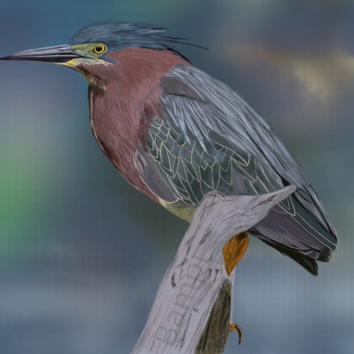 The Green Heron