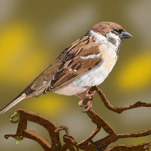 House Sparrow