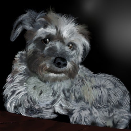 Taffy, Shichon Terrier