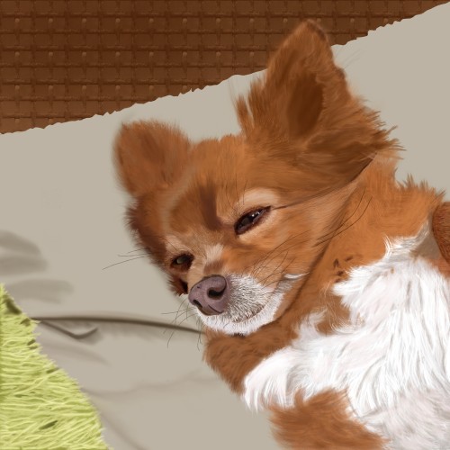 Teddy our Chihuahua.