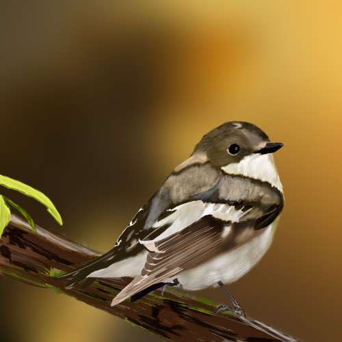 Female Pied Flycatcher